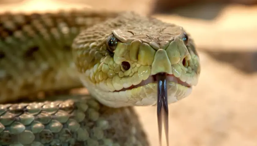 Primer plano de la cabeza de una serpiente de cascabel, mostrando sus escamas y lengua bífida. Un ejemplo de los diversos tipos de serpientes.