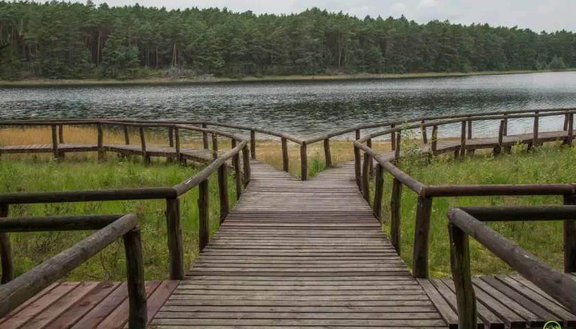 Drewniana kładka rozwidla się przy jeziorze, zapraszając do odkrywania atrakcji Borów Tucholskich.
