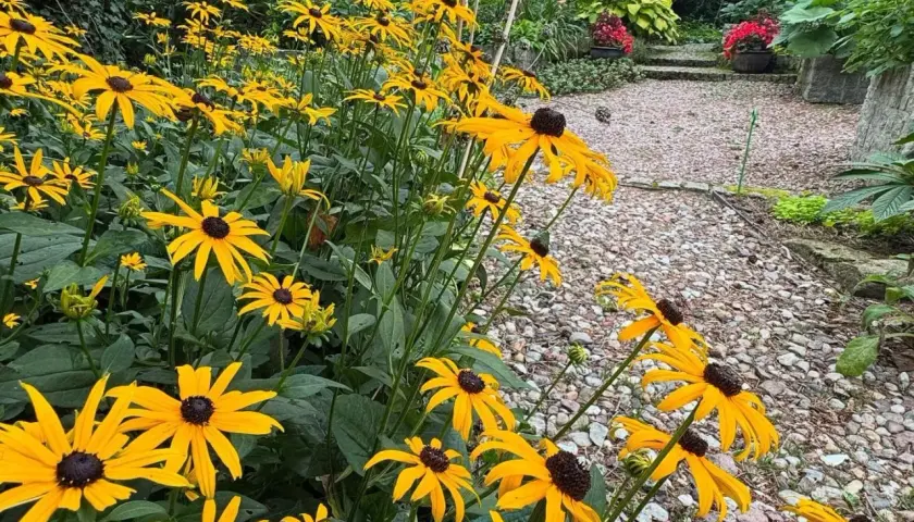 Wesołe, żółte kwiaty rudbekii kwitną obficie, tworząc barwny dywan przy kamienistej ścieżce w ogrodzie.