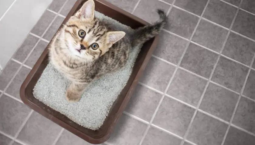 Gatito en su caja de arena. Si tu gato hace pis fuera, aprende como quitar el olor a pis de gato.