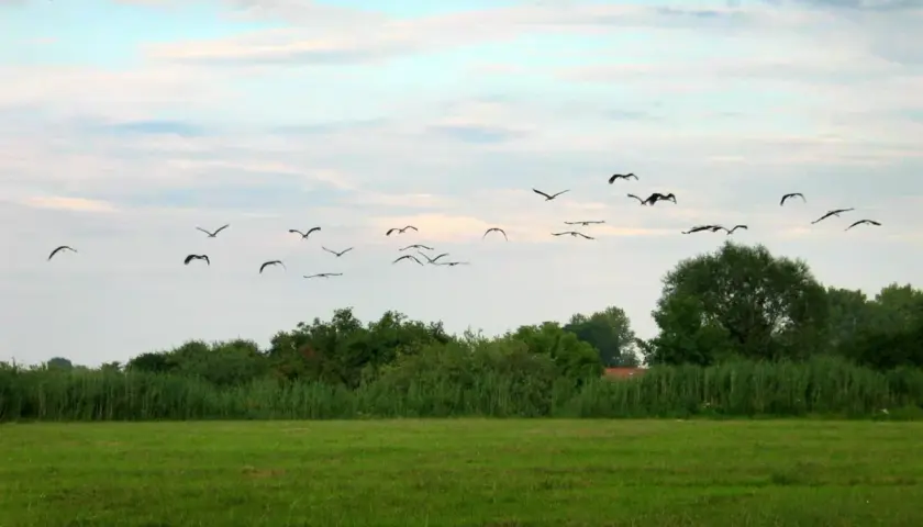 Stado ptaków, być może dzikie kaczki odlatują na zimę, przemierza niebo nad zieloną łąką i gęstym lasem.