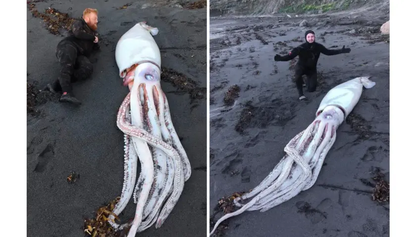 Dwóch mężczyzn na plaży obok gigantycznej kałamarnicy, największego bezkręgowca świata.