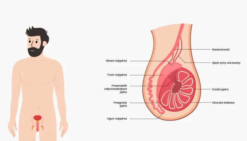 Anatomia męskich jąder: przekrój pokazuje budowę, w tym nasieniowód, splot żylny, zraziki i przegrody.