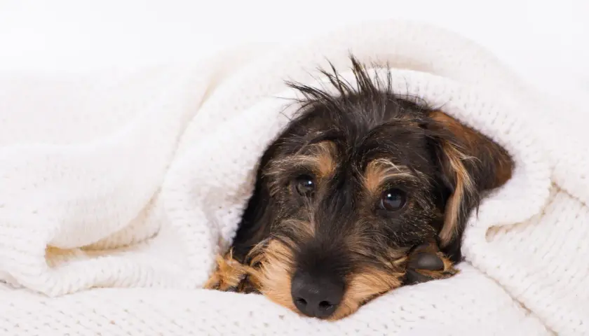 Ein Dackelwelpe kuschelt sich in eine weiche Decke. Er sieht ein wenig krank aus, vielleicht hat er Husten beim Hund.