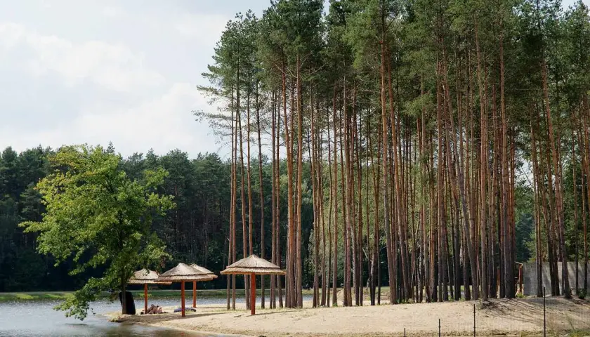 Plaża nad jeziorem z parasolami i lasem sosnowym. Idealne miejsce na wypoczynek, świetne krasnobród atrakcje dla dzieci.