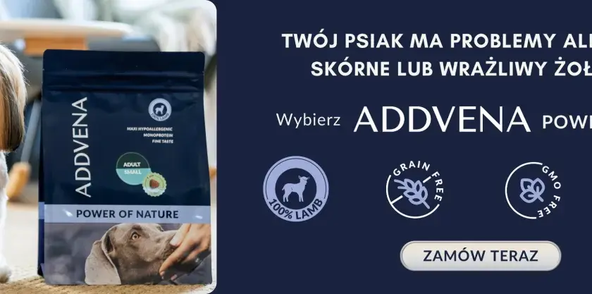 Maltańczyk siedzi obok paczki karmy ADDVENA Power of Nature.
