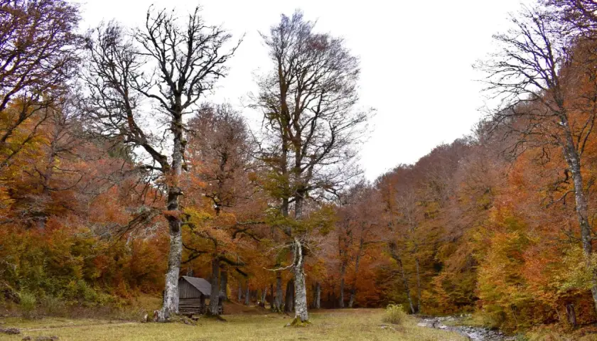 Un pequeño refugio de madera se esconde en un **bosque de gamueta** otoñal, con árboles de ramas desnudas y hojas en tonos ocres y rojizos.