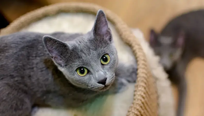 Dos gatos azul ruso, uno con ojos verdes brillantes, descansan en una cama mullida.