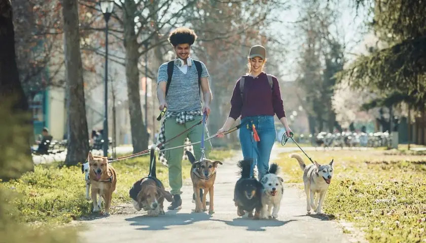 Para, gdzie na spacer z psem okolice Krakowa? Młodzi ludzie prowadzą grupę psów przez park w słoneczny dzień.