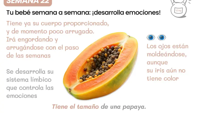 Feto di 22 settimane, delle dimensioni di una papaya, sviluppa il sistema limbico per le emozioni. Gli occhi si stanno formando.