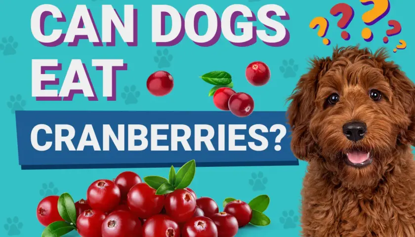 A curious dog looks at a pile of cranberries, with text asking "Can dogs eat cranberries?".