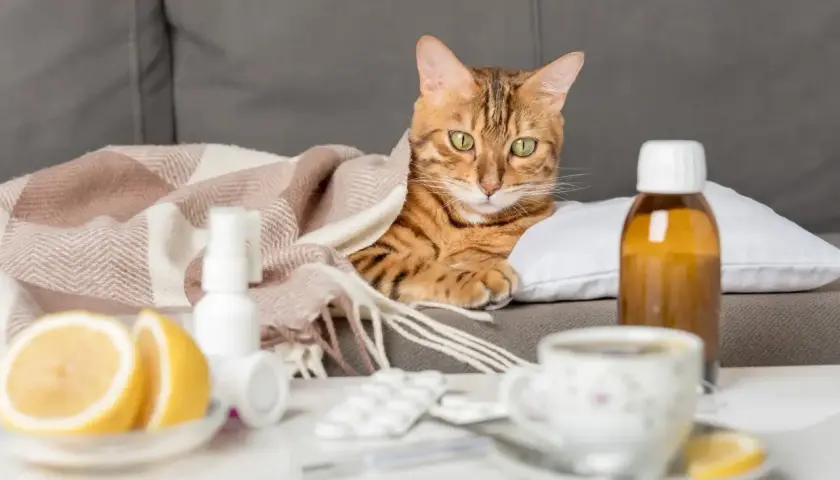 Kuschelige Katze unter Decke, daneben Medikamente und Zitrone. Vielleicht braucht sie schmerzmittel katze?