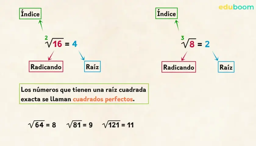 Ejemplos de raíces cuadradas exactas: √16=4, √64=8, √81=9, √121=11. Los números con raíz cuadrada exacta son cuadrados perfectos.