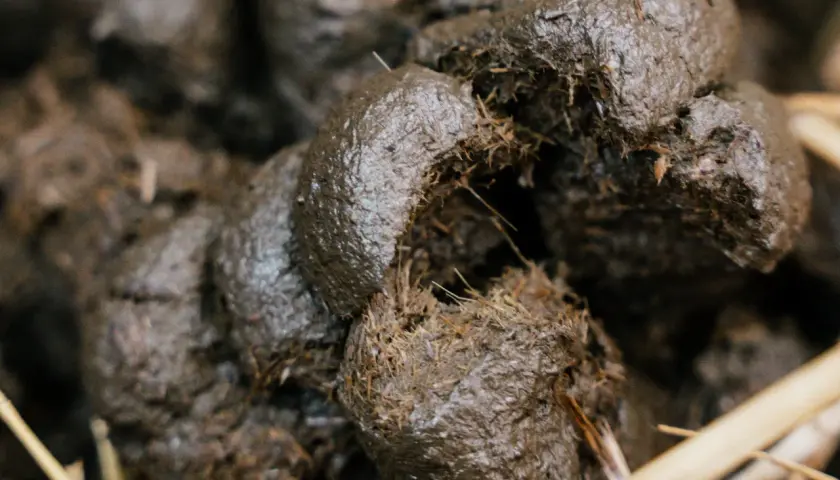 Gros plan sur du crottin de cheval frais, encore humide, mêlé à de la paille. Un cheval qui fait caca, un signe de bonne santé.