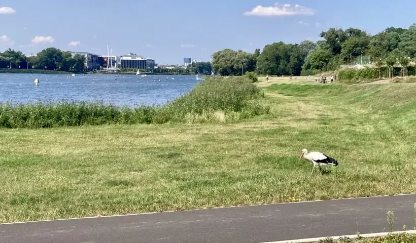 Najciekawsze atrakcje jeziora Maltańskiego w Poznaniu, które musisz zobaczyć