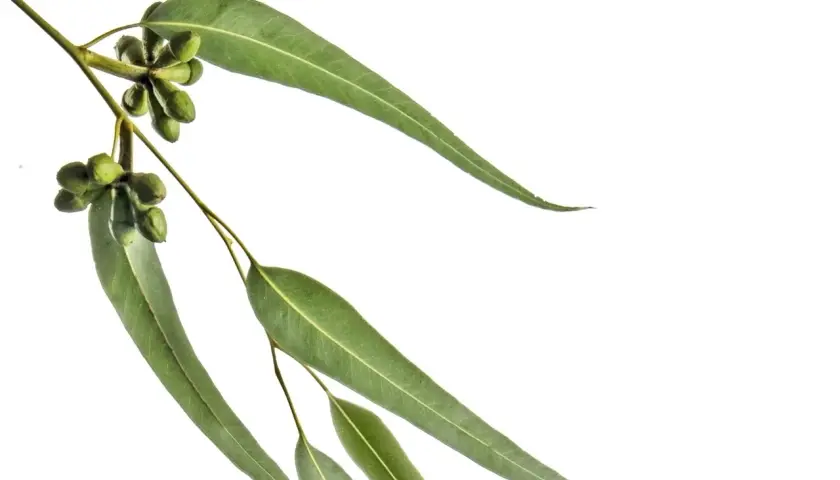 Une branche d'eucalyptus radié avec des feuilles vertes allongées et des bourgeons floraux verts groupés.