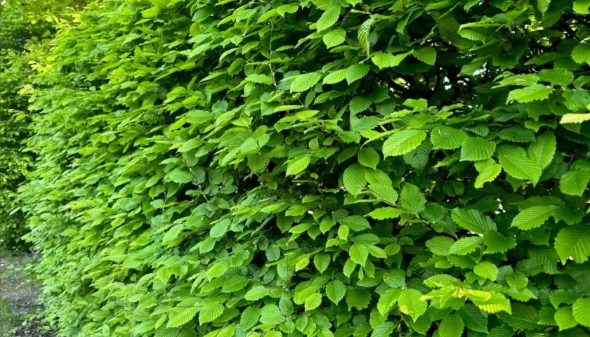 Gęsty, zielony żywopłot z grabu tworzy naturalną barierę, pełną soczystych liści.