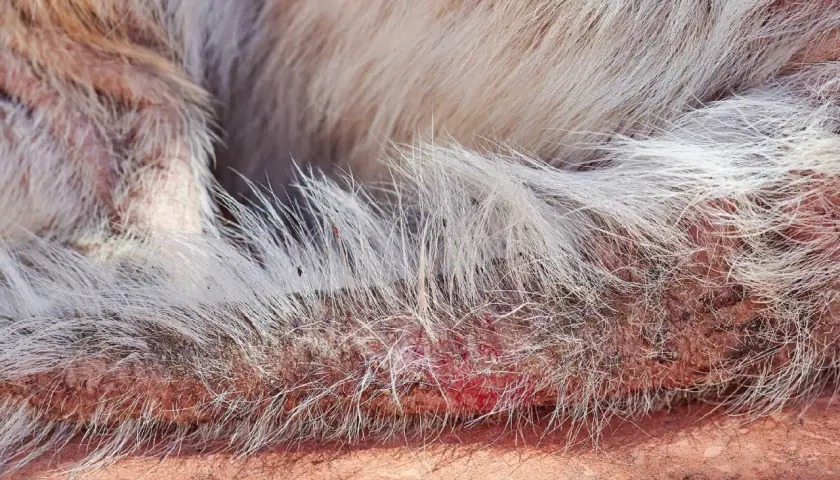 Hautpilz bei einem Hund zeigt sich als gerötete, schuppige Hautstellen mit Haarausfall.