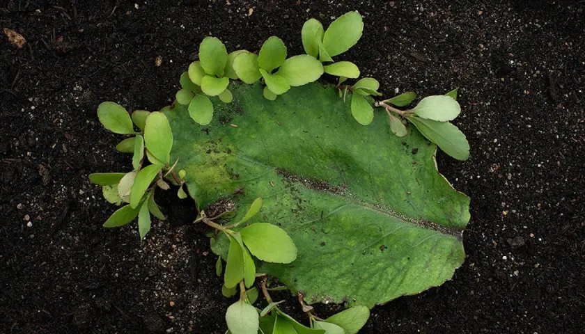 Bryophyllum-Blatt mit neuen Ablegern auf dunkler Erde. Die Pflanze wird für ihre Wirkung auf die Psyche geschätzt.