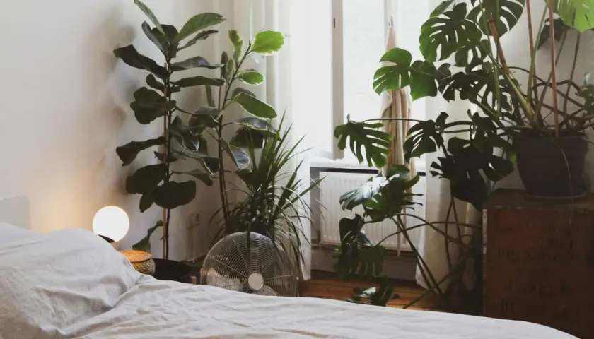 Un dormitorio acogedor con varias plantas para dormitorio, incluyendo una Monstera y un Ficus Lyrata, junto a una cama y una ventana.