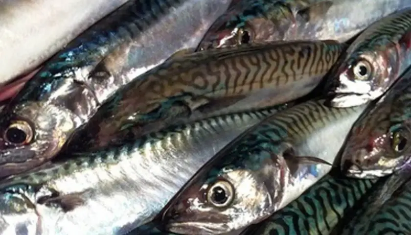 Poissons maquereaux prêts pour une cuisson en papillote au barbecue. Leurs rayures bleues et vertes brillent sous la lumière.