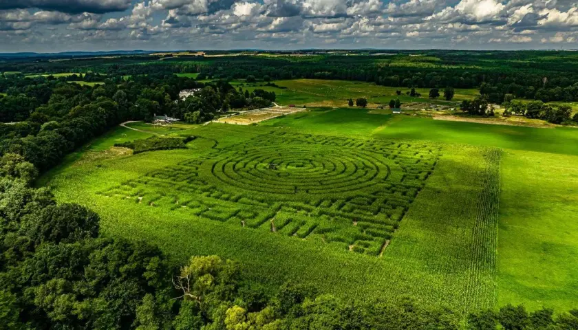 Labirynt z kukurydzy w Kurozwękach, jedna z głównych atrakcji regionu, w pełnej krasie pod błękitnym niebem.