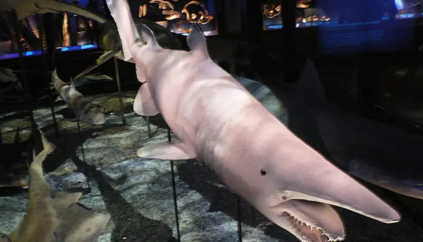 Un espeluznante tiburón duende, con su hocico largo y dientes afilados, se exhibe en un museo.