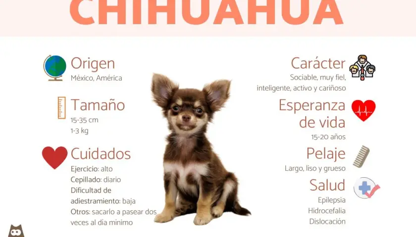 Un adorable chihuahua perro, con grandes orejas y pelaje marrón, sentado en medio de información sobre su origen, tamaño, cuidados, carácter, esperanza de vida, pelaje y salud.
