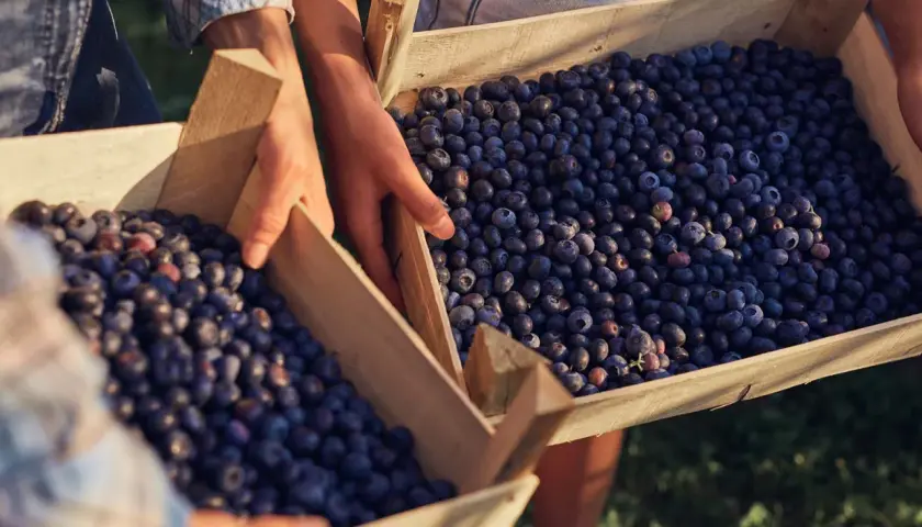 Hände tragen Holzkisten voller Blaubeeren. Die Früchte sind reich an Quercetin, dessen optimale Dosierung für die Gesundheit wichtig ist.