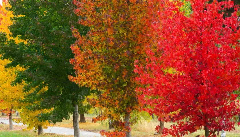 Un chemin serpente à travers des liquidambar arbres aux couleurs flamboyantes d'automne : jaune, vert, orange et rouge vif.