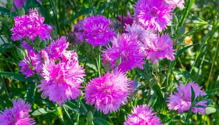 Un parterre de fleurs œillets roses éclatants, parsemées de gouttes de rosée, sous un soleil doux.