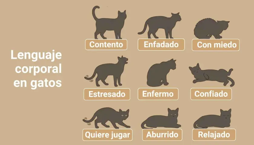 Ilustraciones de gatos en diferentes posturas que explican el lenguaje corporal felino: contento, enfadado, con miedo, estresado, enfermo, confiado, quiere jugar, aburrido y relajado.