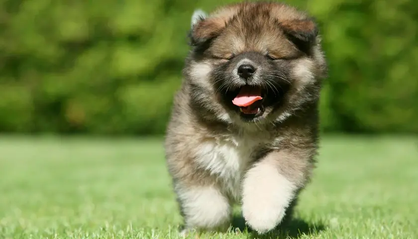 Un tierno cachorro de pastor del Cáucaso corre feliz por el césped, con la boca abierta y la lengua fuera.