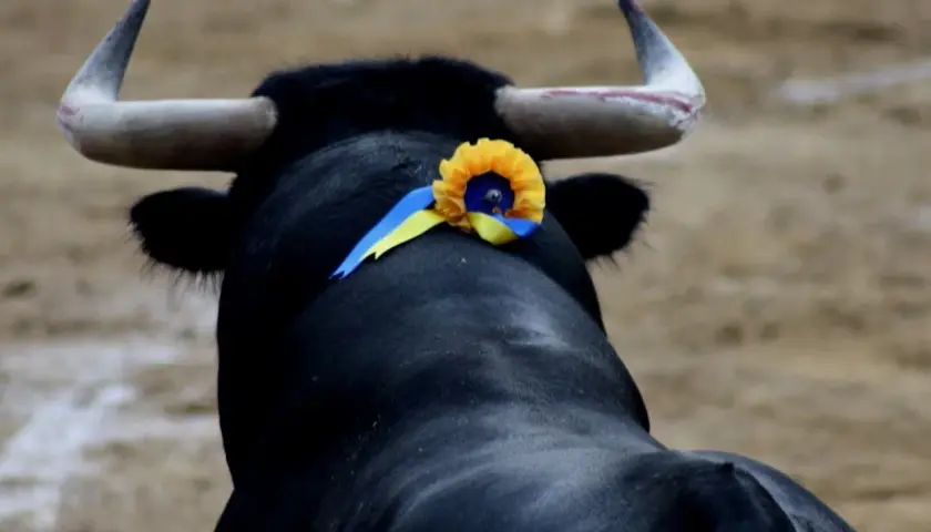Un toro negro con un adorno de flores y cintas amarillas y azules en la cabeza, listo para el cambio de tercio en la plaza.
