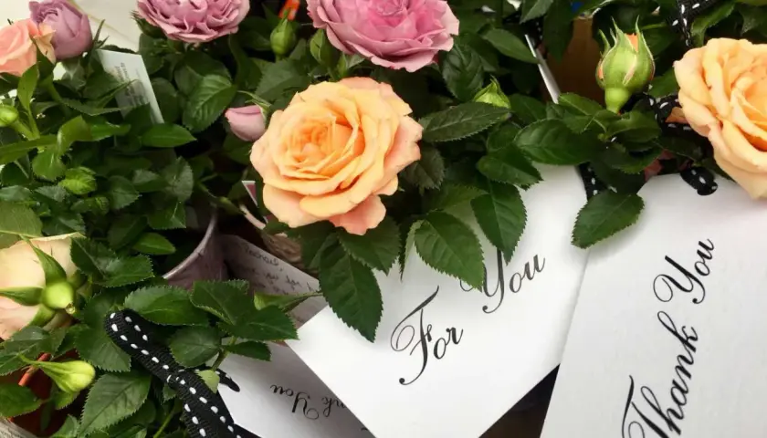 Róże w pastelowych kolorach, z kartkami "For You" i "Thank You" – piękne podziękowania dla wychowawcy od rodziców.