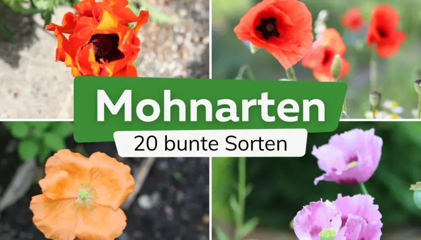 Vier Mohnarten in leuchtenden Farben: Orange, Rot und Rosa. Die Blüten zeigen ihre Vielfalt in voller Pracht.