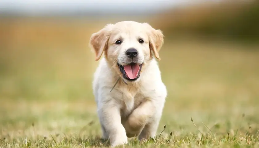 Szczeniak golden retriever, z radosnym wyrazem pyska, biegnie przez trawę. Może ma na imię Gucio?