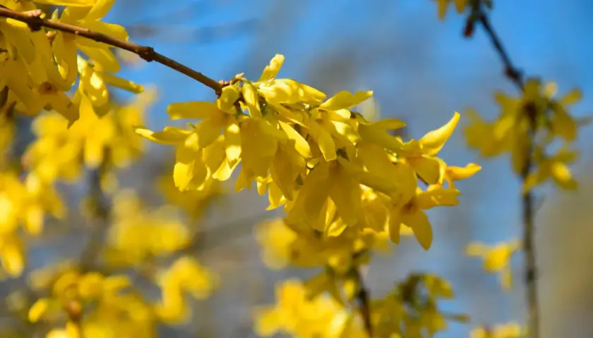 En buske med gula blommor lyser upp en klarblå himmel. Våren är här!