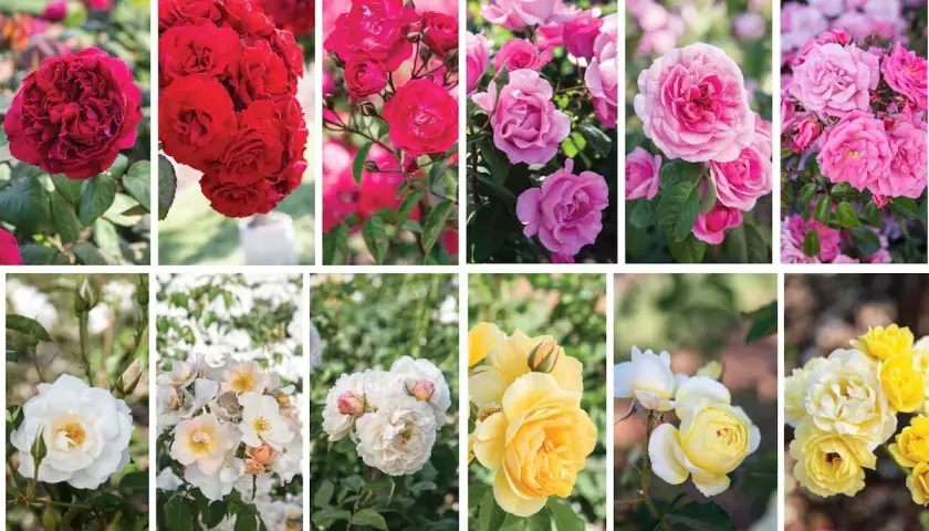 Collage de diferentes tipos de rosas: rojas, rosas, blancas y amarillas, mostrando la diversidad de sus pétalos y formas.