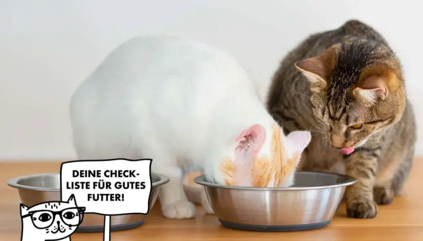 Zwei Katzen fressen aus Näpfen. Eine weiße Katze mit orangefarbenen Flecken und eine getigerte Katze. Ein Cartoon-Kätzchen mit Brille hält ein Schild: "Deine Checkliste für gutes Futter!".