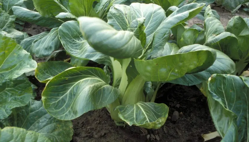 Frisch gewachsener Pak Choi im Beet. Die grünen Blätter und hellen Stiele zeigen, wie gut der Pak Choi angebaut wird.