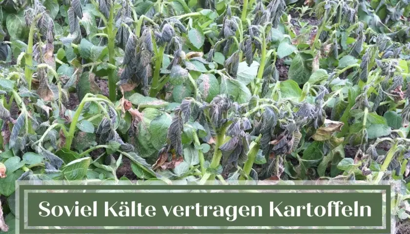 Kartoffelpflanzen mit gefrorenen Blättern, die vom Frost gezeichnet sind. Die Kälte hat den Kartoffeln zugesetzt.