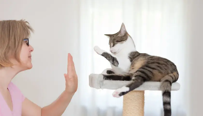 Mujer enseña a su gato a dar la pata. El gato, en su rascador, levanta una pata en respuesta. Un ejemplo de adiestrar gatos.