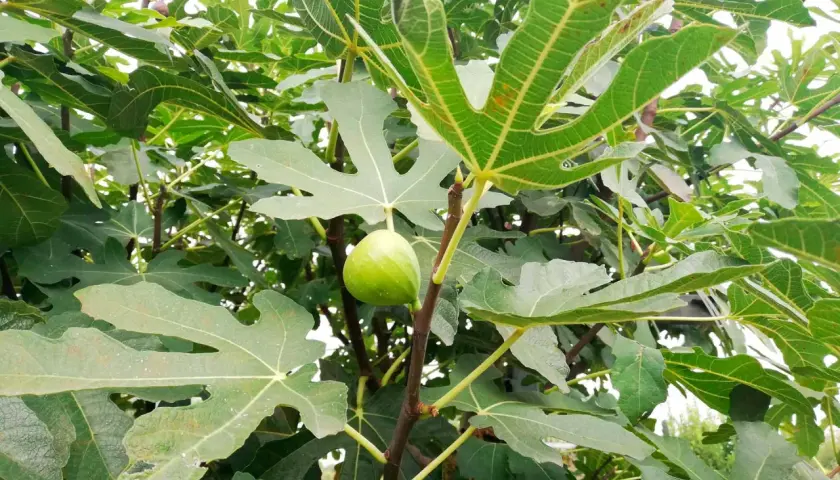 Un giovane fico verde pende da un ramo, circondato da foglie lussureggianti. La mosca del fico, sebbene invisibile, è una presenza costante in questo ecosistema.