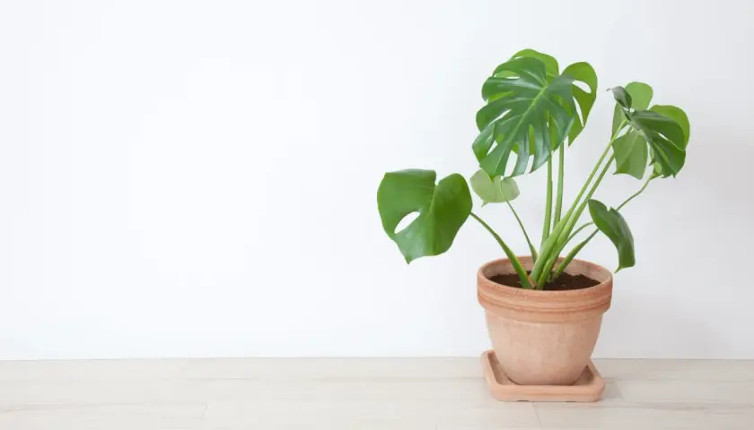Monstera w glinianej doniczce na jasnej podłodze. Czy monstera uczula? Ta roślina jest bezpieczna dla większości ludzi.