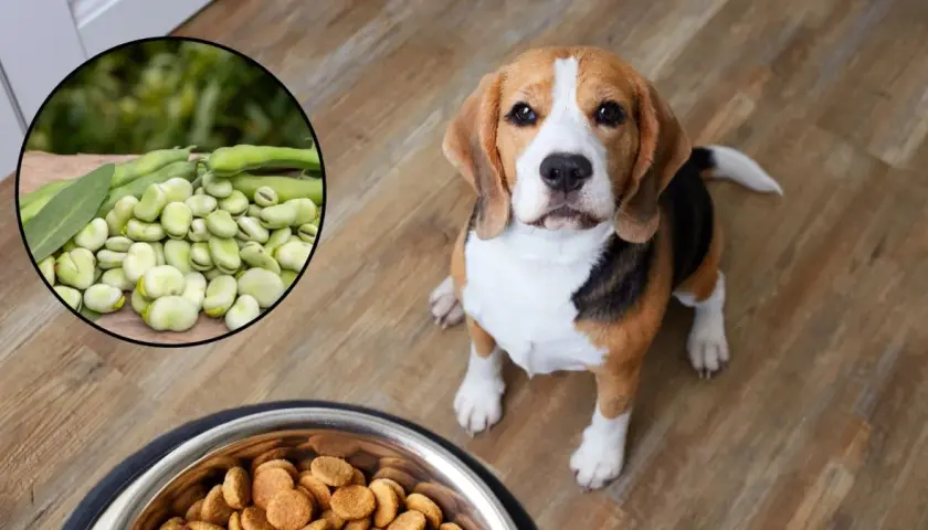 Czy pies może bob? Beagle siedzi obok miski z karmą, a w okręgu widać fasolkę.