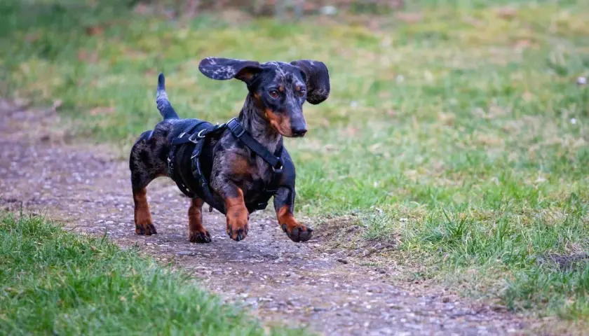 Un ágil perro salchicha sin pelo, con un arnés negro, corre por un sendero de grava rodeado de hierba verde.