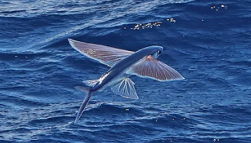 Un pez volador surca el océano con sus alas extendidas, desafiando la gravedad en un salto espectacular sobre las olas azules.
