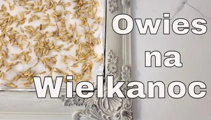 Kiedy siać owies na Wielkanoc, aby cieszyć się świeżymi zbiorami