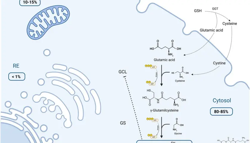 Schemat syntezy glutationu (GSH) w cytoplazmie. Pokazuje, jak glutaminian, cysteina i glicyna łączą się, tworząc GSH.
